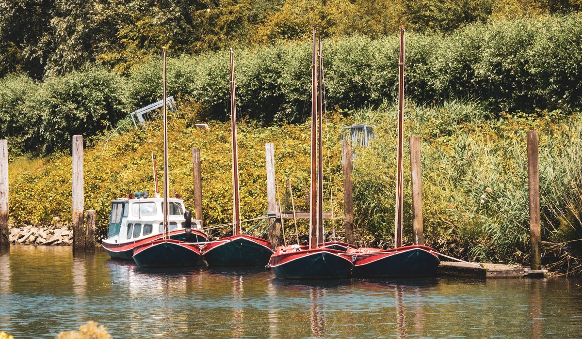 Identifying Common Water Birds Along UK Canals